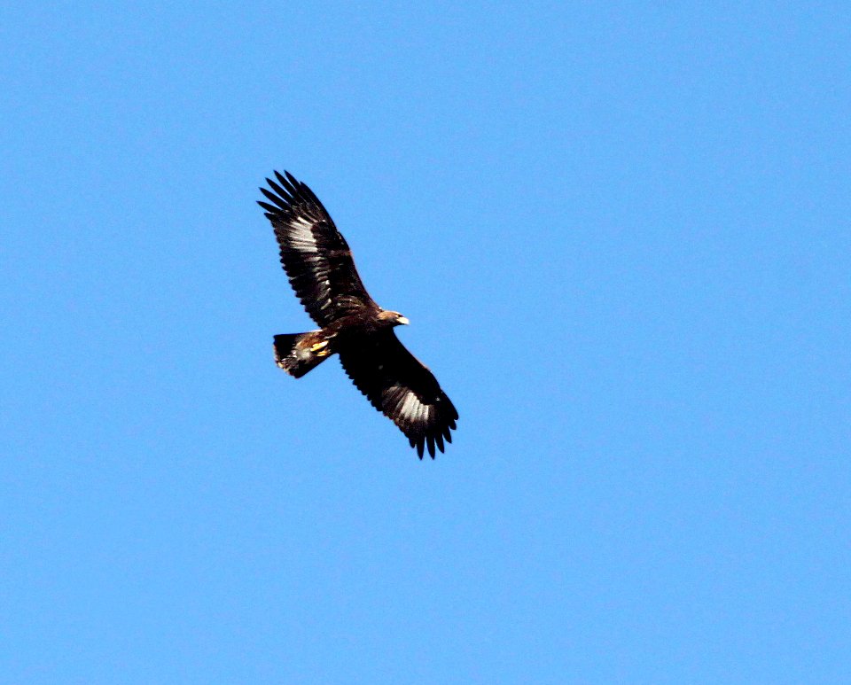 233 -  GOLDEN EAGLE (11-3-10) adult, west end, patagonia lake, scc.az  (3)