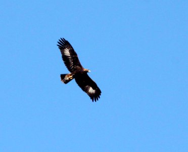 233 -  GOLDEN EAGLE (11-3-10) adult, west end, patagonia lake, scc.az  (3)