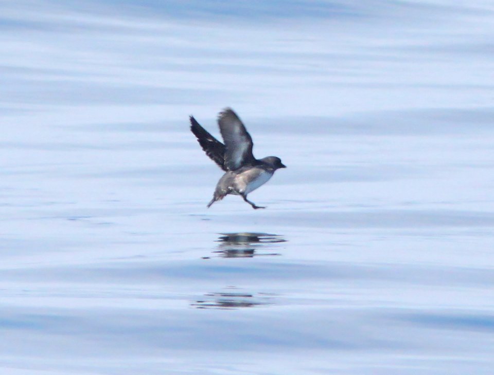 413 - CASSIN'S AUKLET (6-12-10) off santa barbara on the Condor, sb co, ca (2)