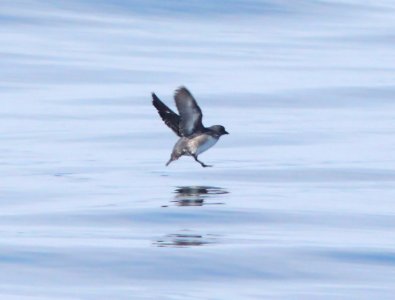413 - CASSIN'S AUKLET (6-12-10) off santa barbara on the Condor, sb co, ca (2)