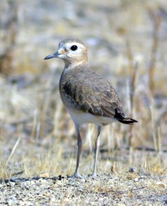 268 - MOUNTAIN PLOVER (11-19-08) carrizo plain, slo co, ca (6)