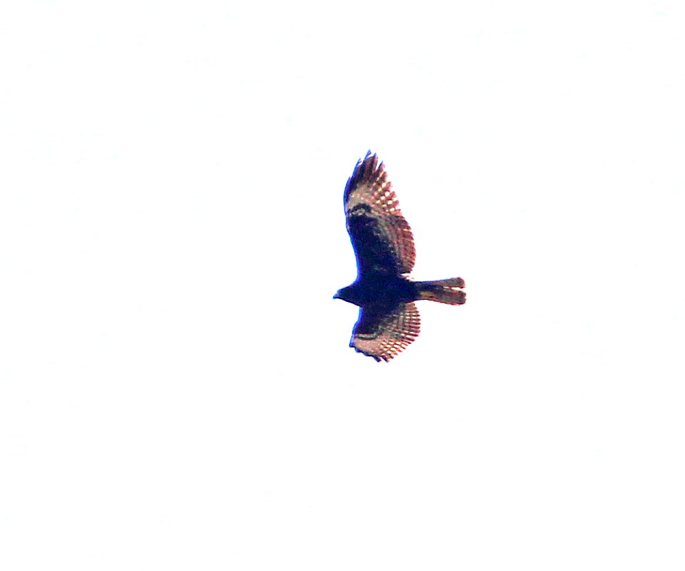 226 - SHORT-TAILED HAWK (3-9-13) key west tropical forest and botanical garden, key west, monroe co, fl  (2)