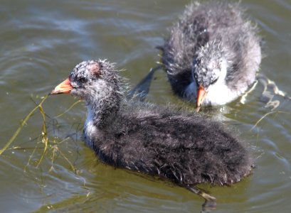 246 - AMERICAN COOT (5-13-11) patagonia lake, scc, az  (3)