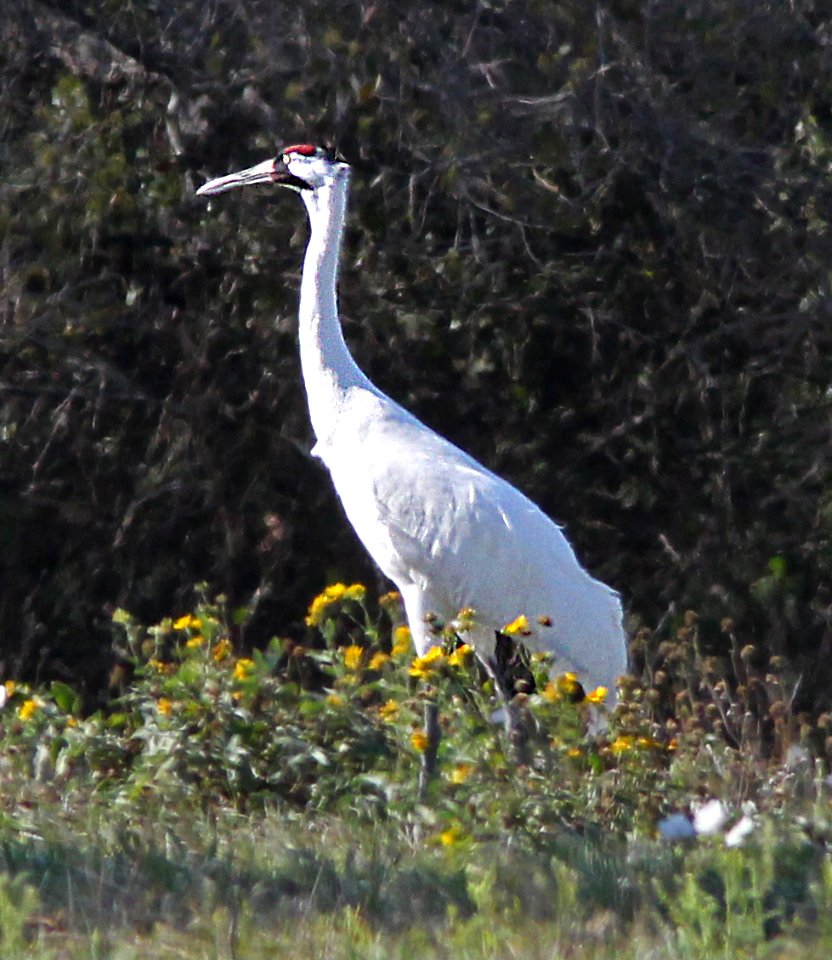 251 - WHOOPING CRANE (3-25-13) goose island state park, aransas co, tx  (1)