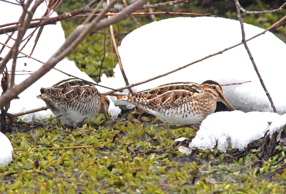 335 & 334 - COMMON & WILSON'S SNIPE (2-20-11) with Wilson's, Tors Cove, Newfoundland   (2)