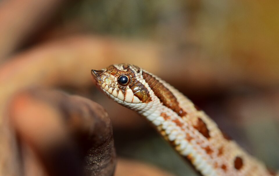 North america mexico viper-like