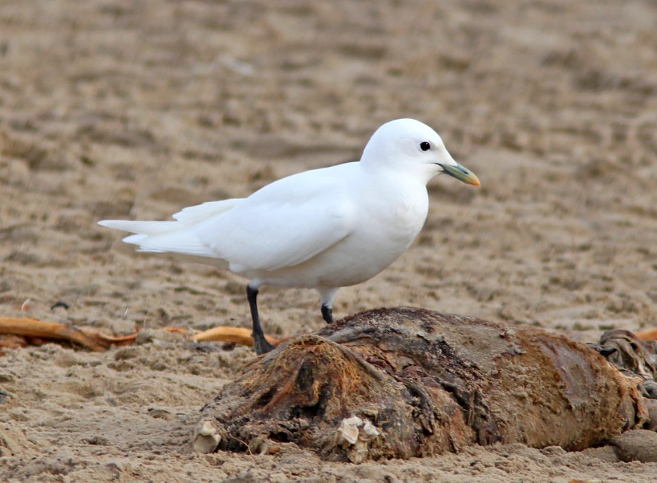 347 -  IVORY GULL (11-7-10) pismo beach, slo co, ca  (2)