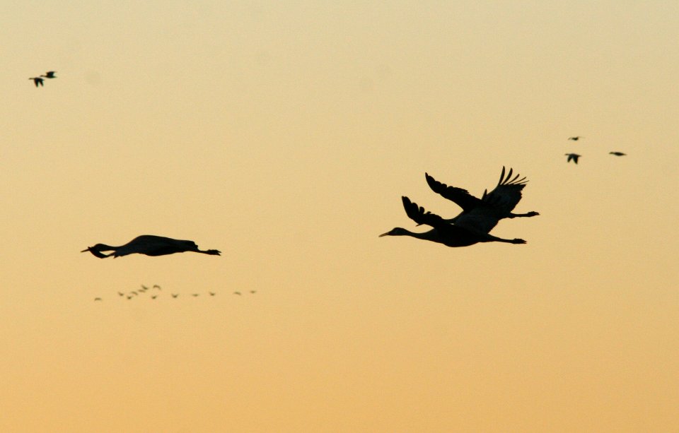 249 - SANDHILL CRANE (1-29-09) bosque del apache nwr, nm (39)
