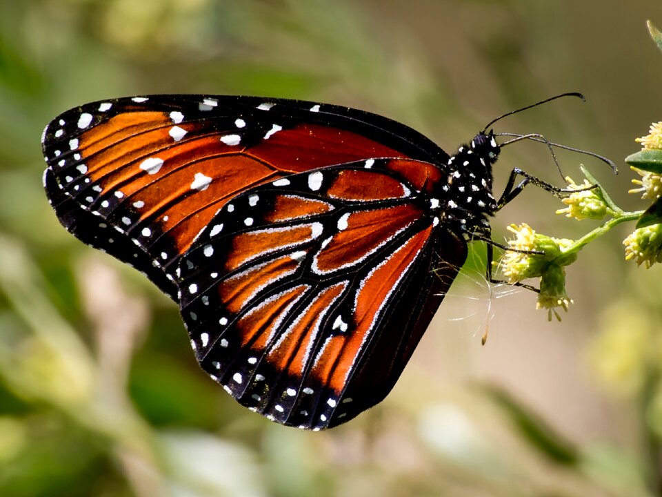 Colorful wings design
