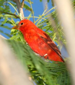 911 - SUMMER TANAGER (4-19-12) convention center, south padre island, tx