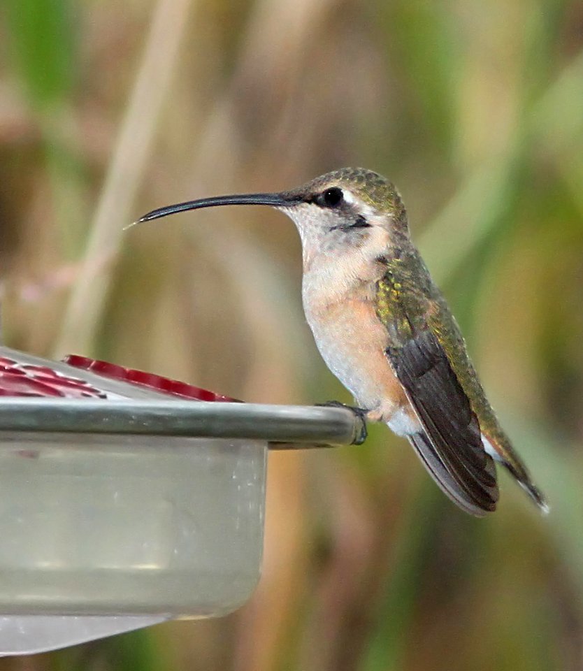 497 -  LUCIFER HUMMINGBIRD (10-21-10) imm female, paton's, patagonia, scc, az -  (2)