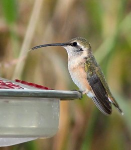 497 -  LUCIFER HUMMINGBIRD (10-21-10) imm female, paton's, patagonia, scc, az -  (2)
