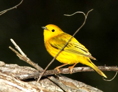 829 - YELLOW WARBLER (4-6-11) patagonia lake state park, scc, az - (1)