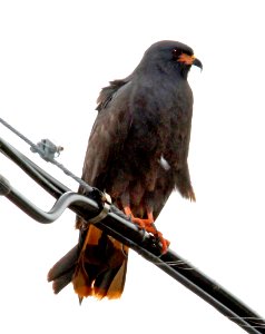 209 - SNAIL KITE (2-27-13) adult, sarasota  co, fl  (1)