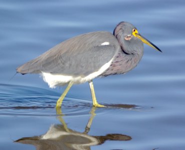 190 - TRICOLORED HERON (1-7-09) san isabel, tx (2) photo