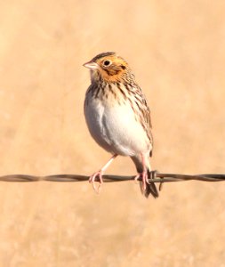885 - BAIRD'S SPARROW (10-30-11) san rafael grasslands, scc, az - (2)