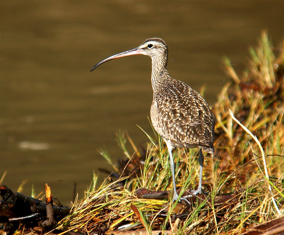 295 - WHIMBREL (1-3-06) morro strand, slo co, ca (2)