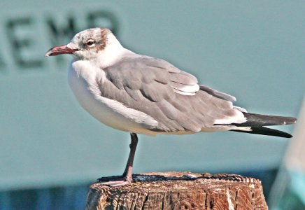 354 - LAUGHING GULL (2-13-08) tx