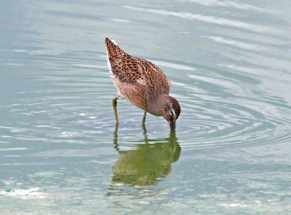 331 - SHORT-BILLED DOWITCHER (8-15-11) wilcox twin ponds, cochise co, az  (6)