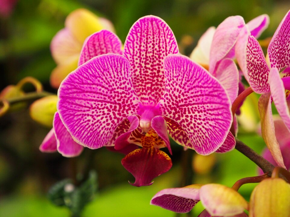 Pastel purple net wen