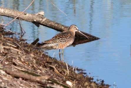 332 - LONG-BILLED DOWITCHER (5-7-11) bog hole, scc, az  (3)