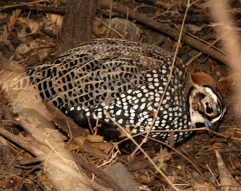 072 - MONTEZUMA QUAIL (1-21-09) patagonia, az - (2)