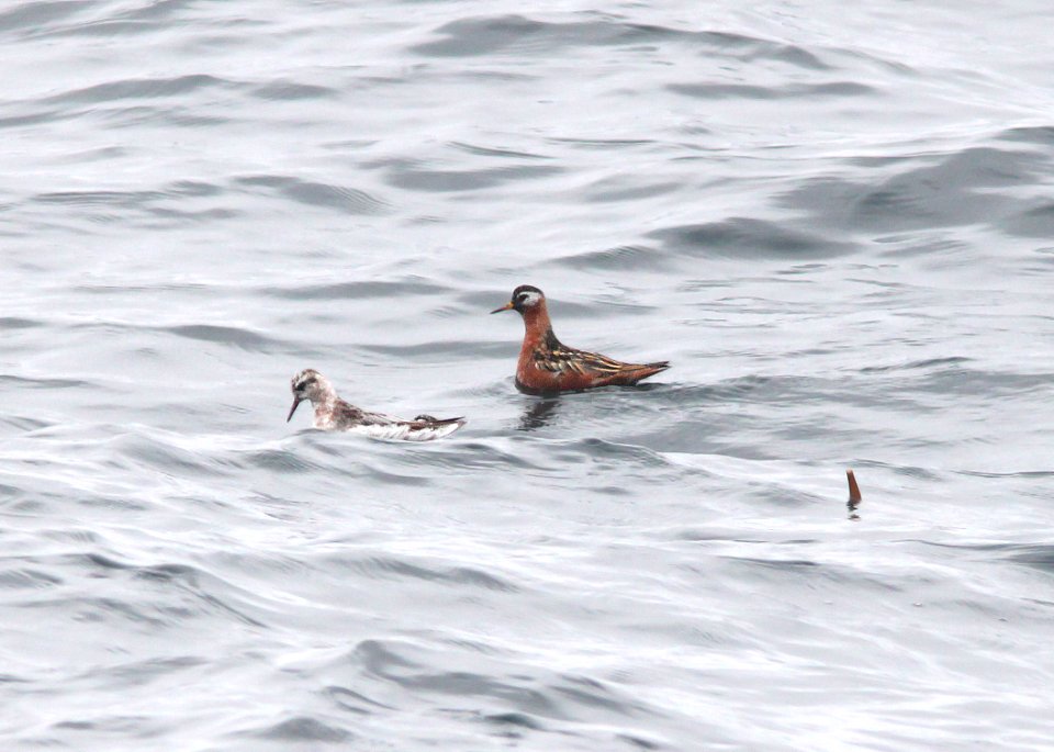 342 - RED PHALAROPE (6-12-10) off santa barbara on the Condor, ca (3)