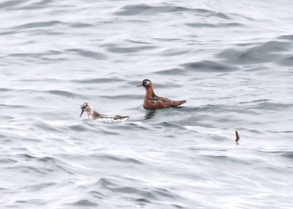 342 - RED PHALAROPE (6-12-10) off santa barbara on the Condor, ca (3)