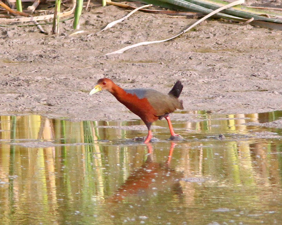 RUFOUS-NECKED WOOD-RAIL (7-8-13) bosque del apache n w r, nm  (8)