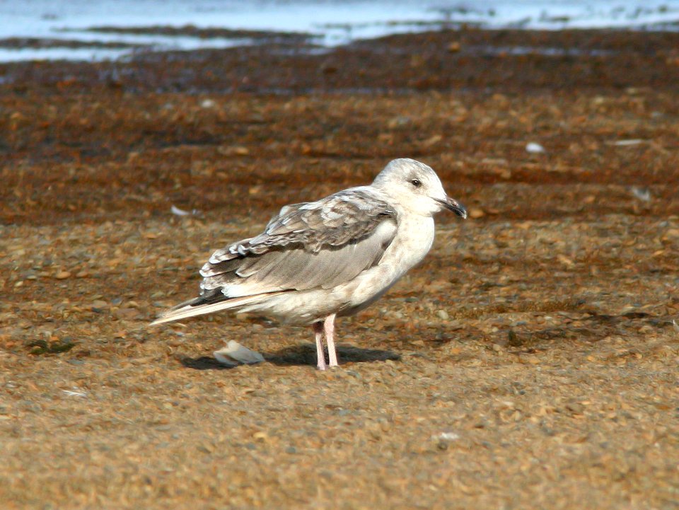 364 - VEGA HERRING GULL (9-8-08) early second winter, Gambell, Ak -04