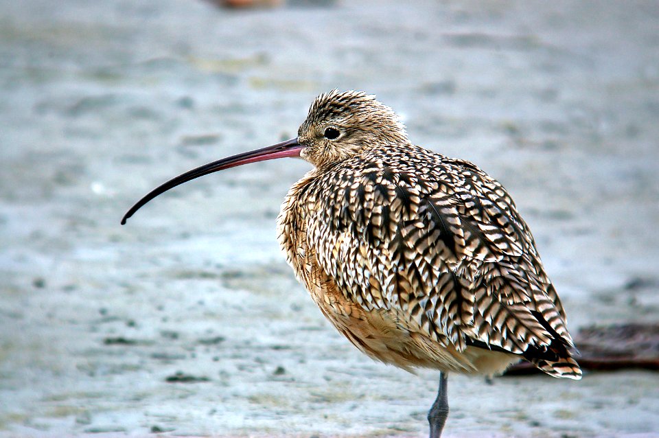 300 - LONG-BILLED CURLEW (10-24-05) slo co, ca (1)