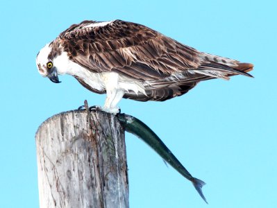 205 - OSPREY (3-10-13) key west, monroe co, fl  (2)