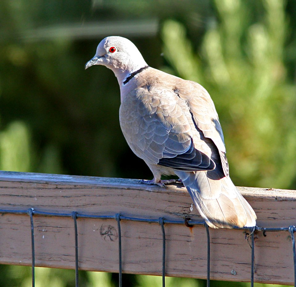 429 - EURASIAN COLLARED DOVE (4-17-07) canet road, slo co, ca