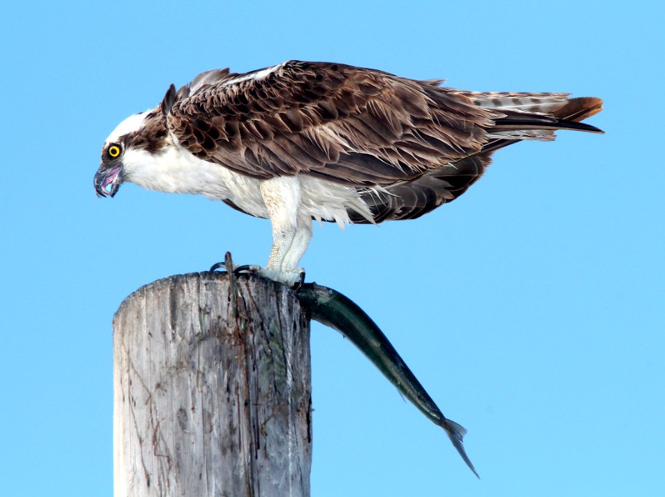 205 - OSPREY (3-10-13) key west, monroe co, fl  (3)