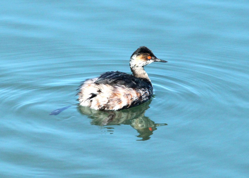 099 - EARED GREBE (3-23-10) morro bay, sloco, ca (2)