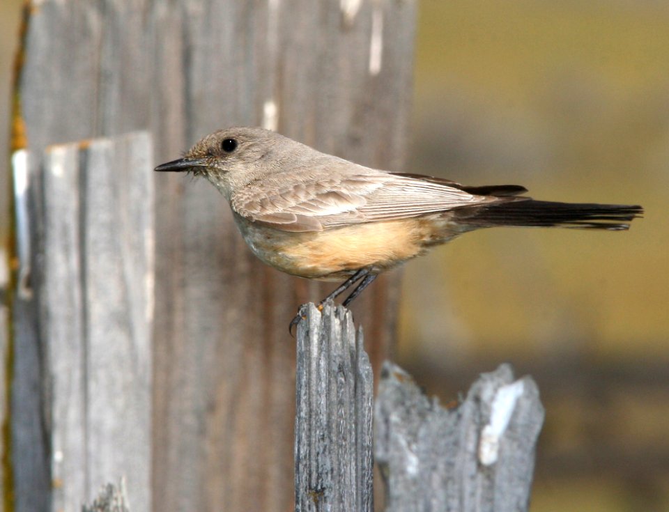 588 - SAY'S PHOEBE (3-29-09) carrizo plain nat mon, slo co, ca - Copy