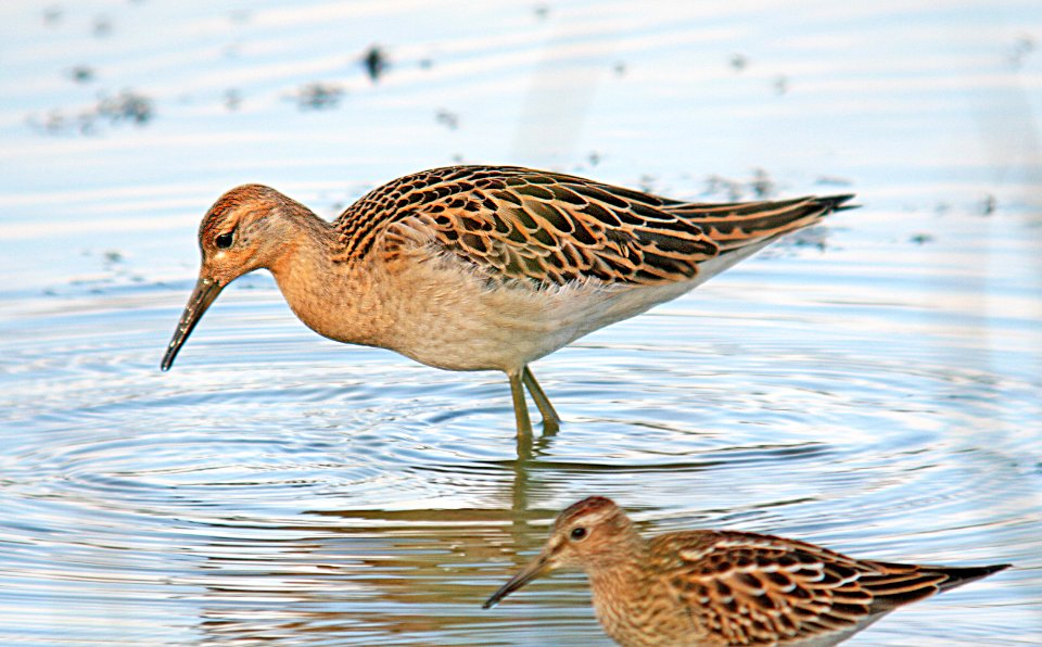 330 - RUFF (10-11-06) morro creek mouth, slo co, ca (6)