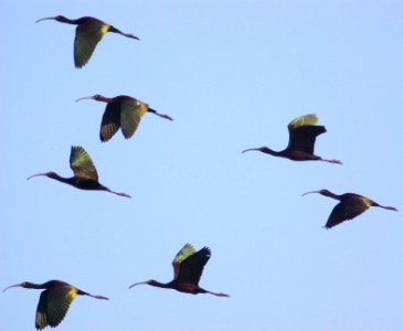 200 - WHITE-FACED IBIS (5-9-09) piedras blancas, sloco, ca (5)