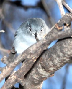 704 - BLACK-CAPPED GNATCATCHER (2-4-12) bird 1, patagonia lake , scc, az -01 (1) - Copy