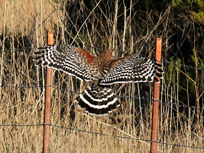 223 -  RED-SHOULDERED HAWK (11-24-09) chorro creek ecological area, slo co, ca
