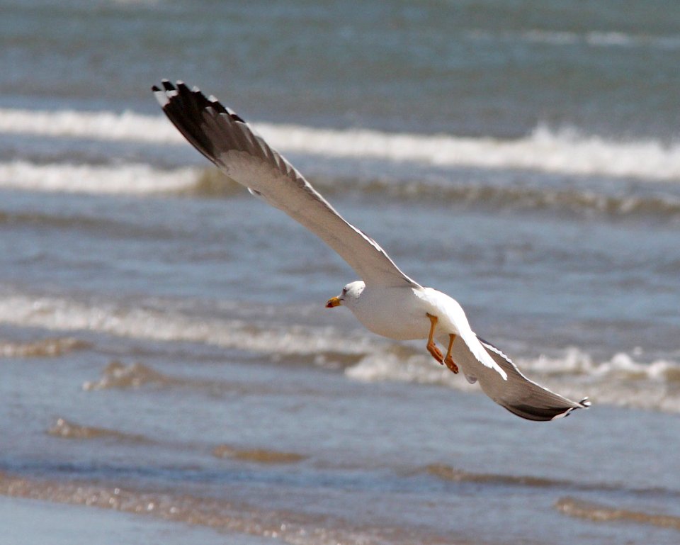 368 - LESSER BLACK-BACKED GULL (3-24-13) quintana beach, freeport, tx  (2)