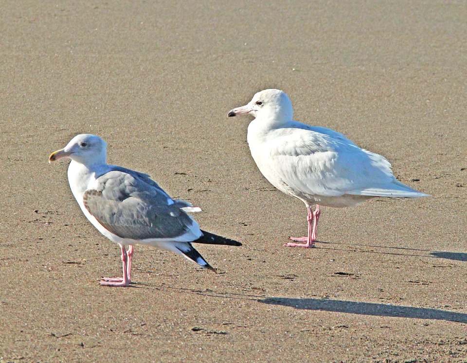 371 - GLAUCOUS GULL (2-22-10) first winter, elephant seal area, slo co, ca  (7)