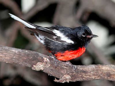 850 - PAINTED REDSTART (7-29-09) miller cyn, cochise co, az - a (6)