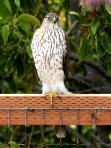 217 - COOPER'S HAWK (4-12-10) 11.5 inches, canet road, sloco, ca