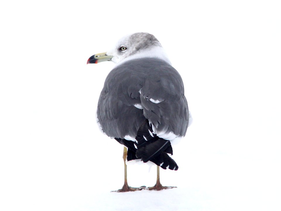 357 - BLACK-TAILED GULL (2-19-11) Quidi Vidi Lake, St John's, Newfoundland   (2)
