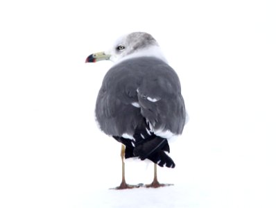 357 - BLACK-TAILED GULL (2-19-11) Quidi Vidi Lake, St John's, Newfoundland   (2)