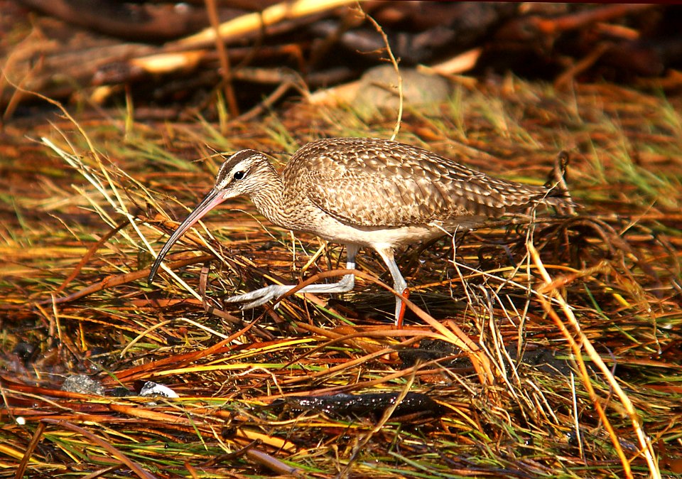 295 - WHIMBREL (1-3-06) morro strand, slo co, ca (1)