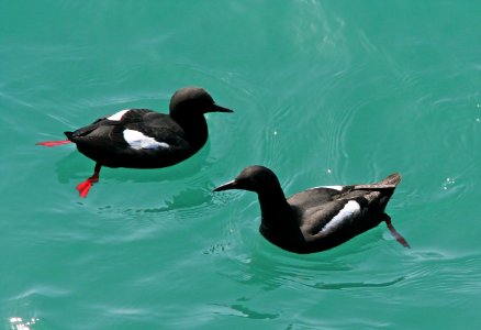 405 - PIGEON GUILLEMOT (3-24-09) san sim pier, slo co, ca (1)