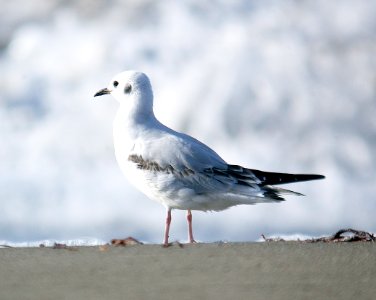 349 - BONAPARTE'S GULL (11-5-06) slo co, ca photo