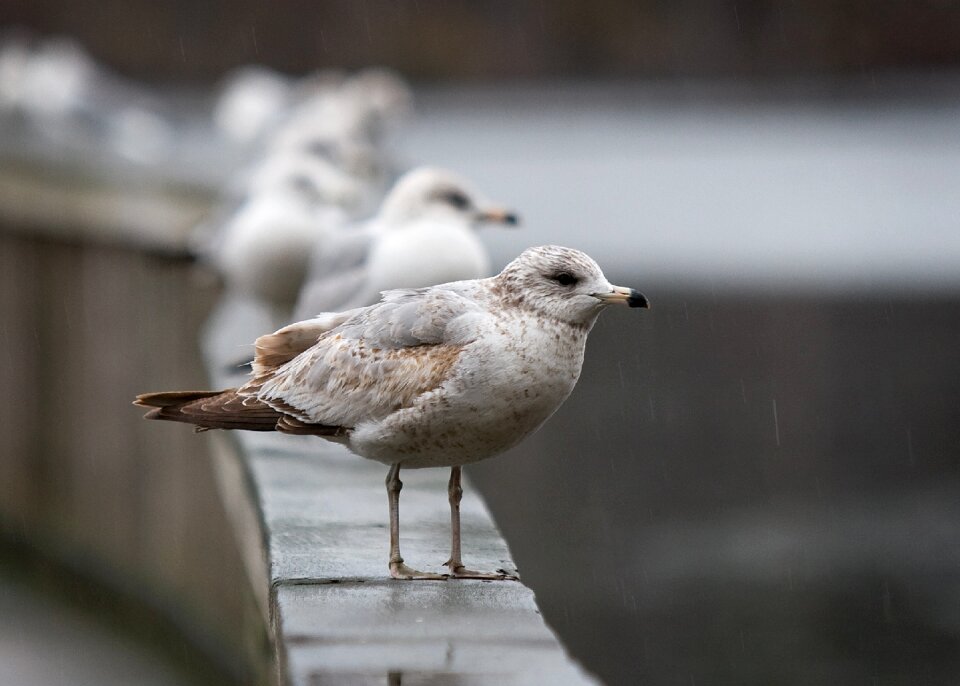 Wet rain gull
